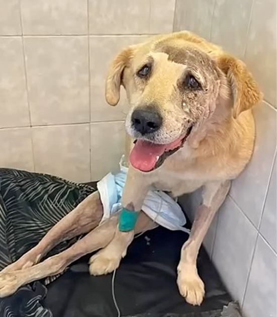Miraculous Recovery: Paralyzed Dog Regains Mobility After Life-Changing Accident.
