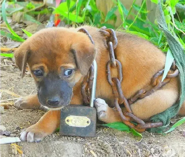 Timely Rescue: Dog Found Chained and Abandoned in the Desert Saved Just in Time