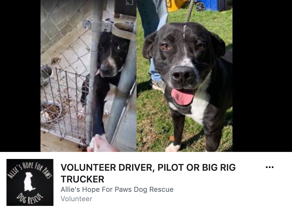 Seeking love and human warmth, this dog offers his paw to everyone who walks by his cage.
