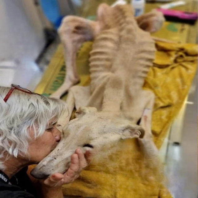 Valentim the Dog’s Inspiring Journey: From Struggle to Love and Recovery