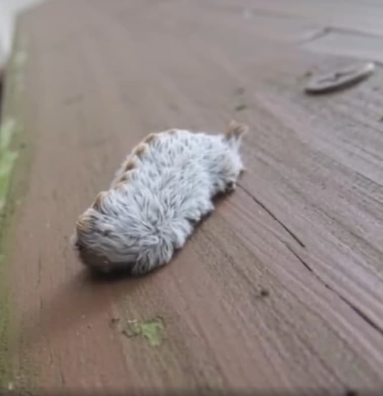 Mysterious Furry Creature Found on Park Bench Amazes Onlookers