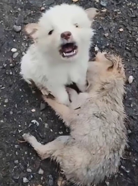He Wouldn’t Leave His Friend’s Side After He Was Killed by a Car, Standing Guard and Sobbing for Him to Wake Up.