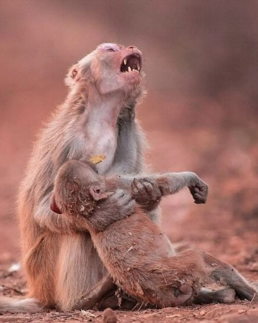 Heartbroken Monkey Holds Her Baby, Praying for a Miracle.