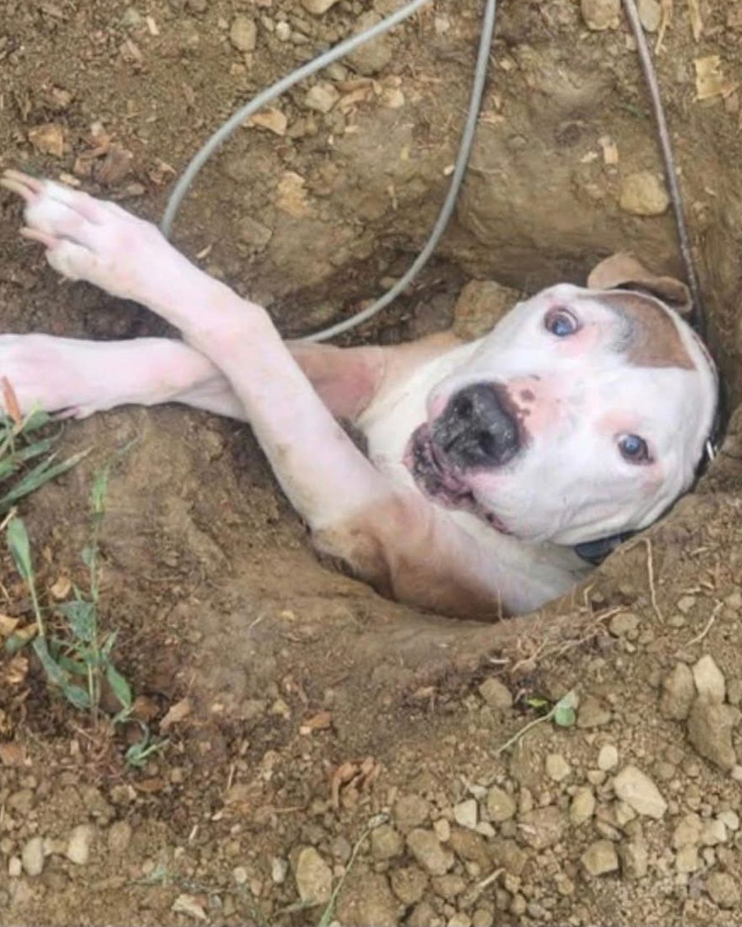 “Lost Dog Found After Simple Bathroom Break Gone Wrong”.