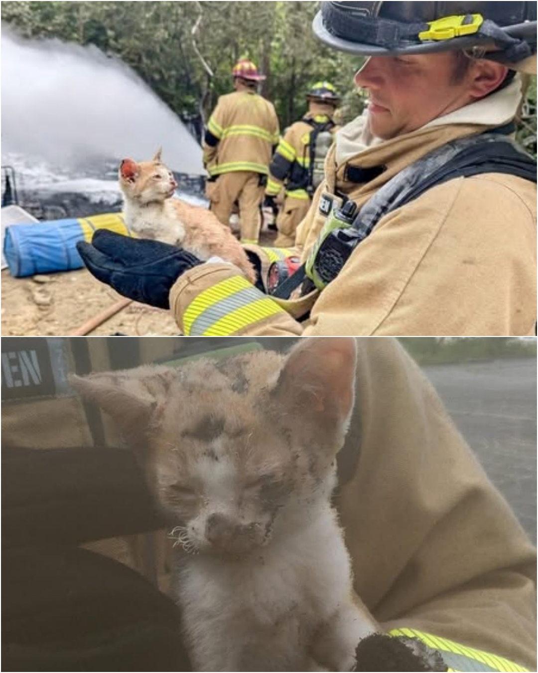 “Tiny Kitten Rescued From Flames by Chattanooga Firefighters”.