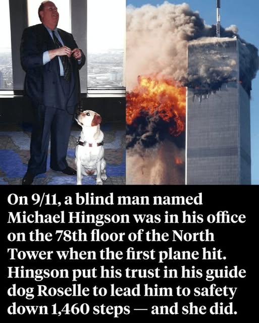 The Inspiring 9/11 Escape of Michael Hingson and His Guide Dog Roselle: A Story of Courage, Trust, and Resilience