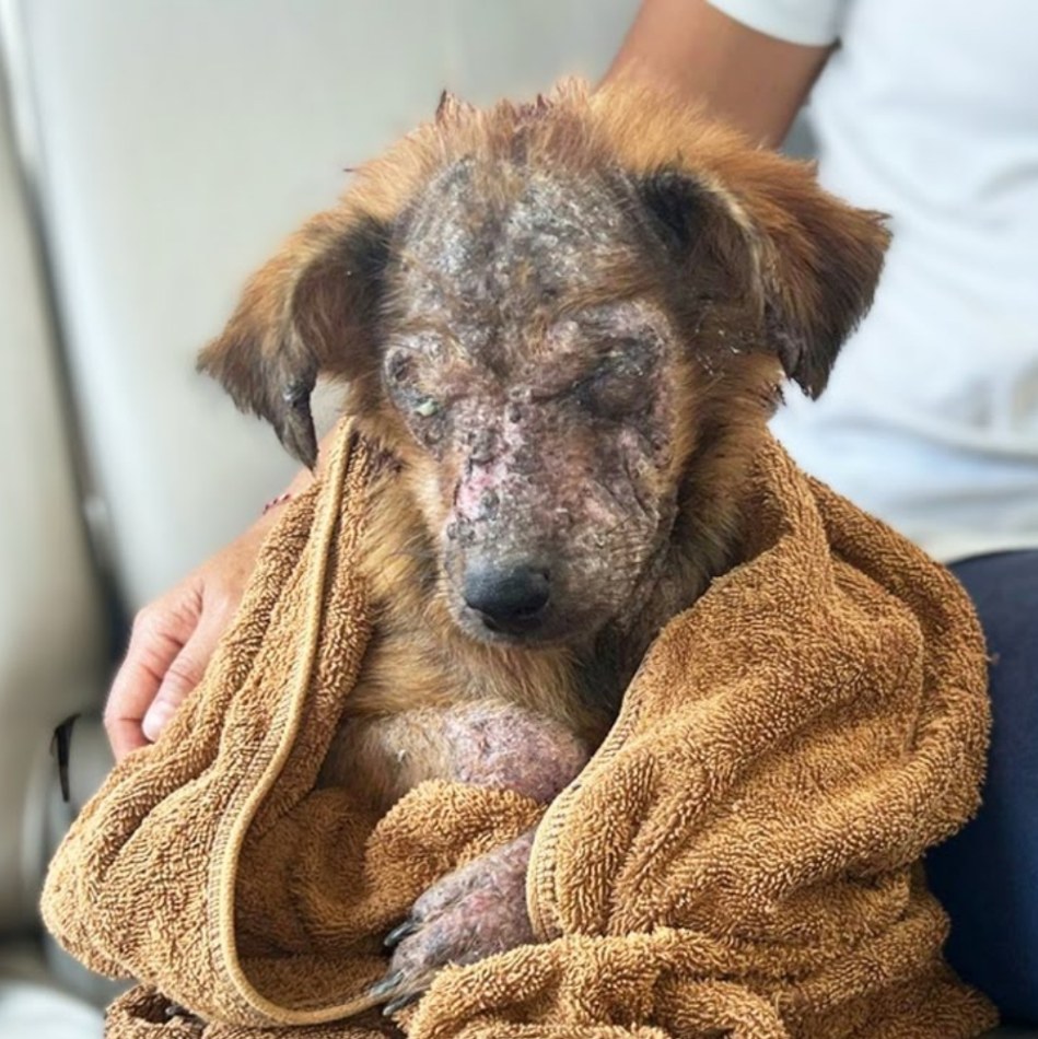 Abandoned for Being “Ugly,” This Puppy Found a Love That Sees Her True Beauty