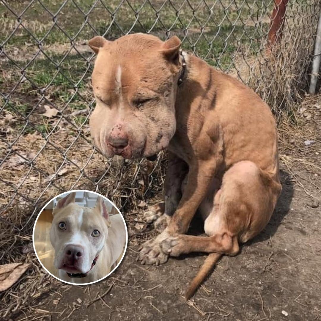 Puffy-Cheeked Dog Left Tied To Fence Reveals A Beautiful Face After Rescue