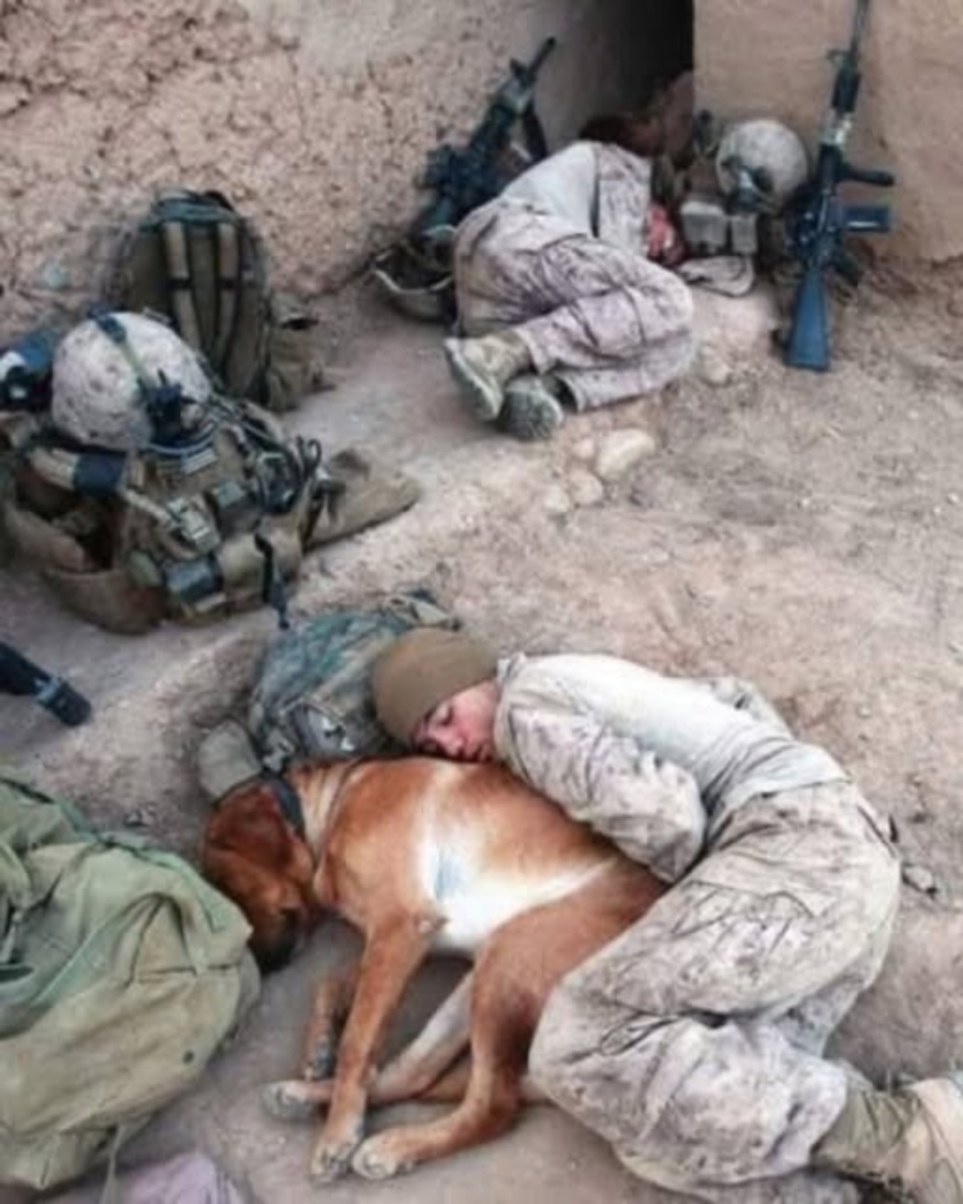 “Lucky: A Soldier’s Unlikely Companion”.