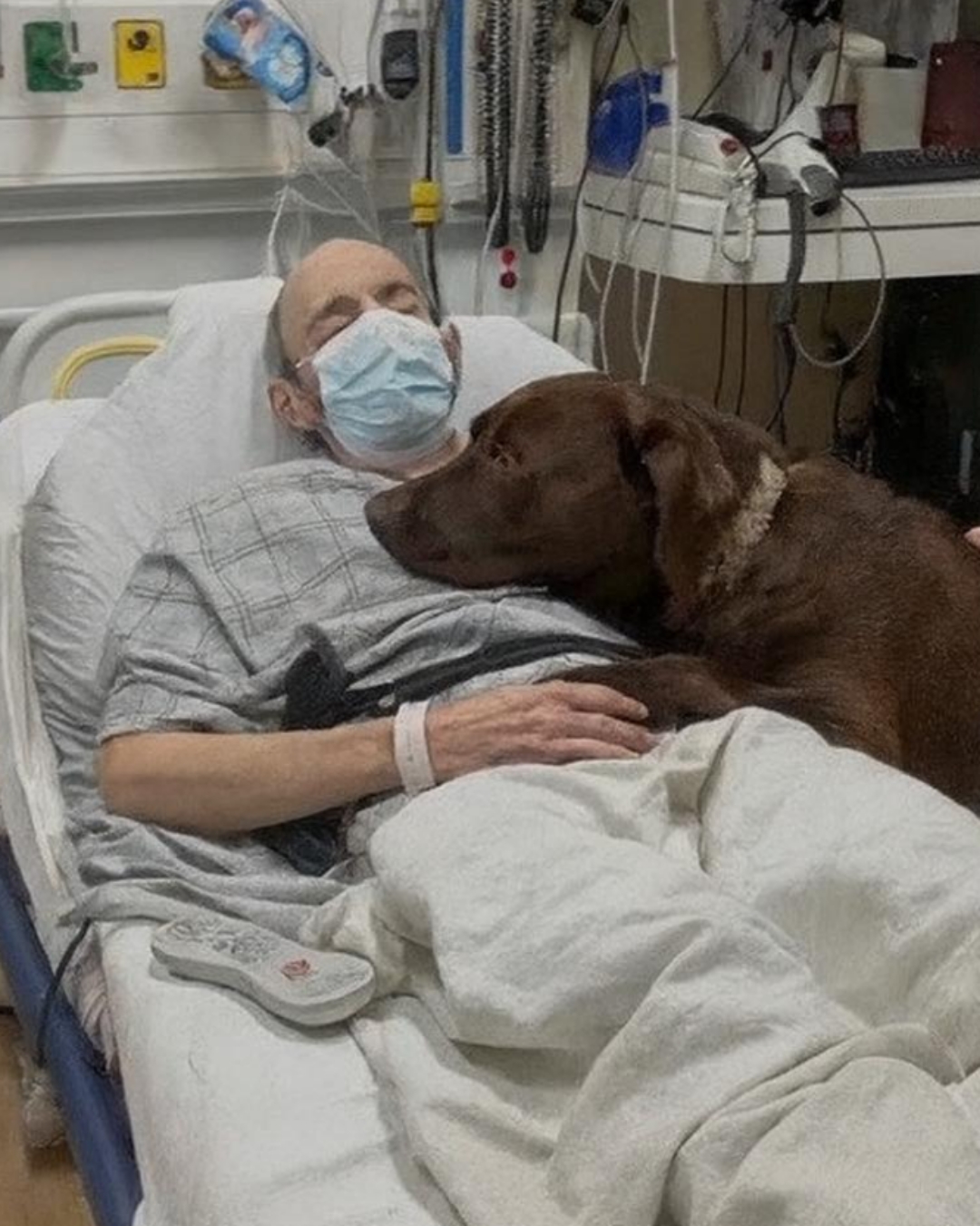 The Dog Who Refused to Leave: Bear’s 12 Days in the Storm