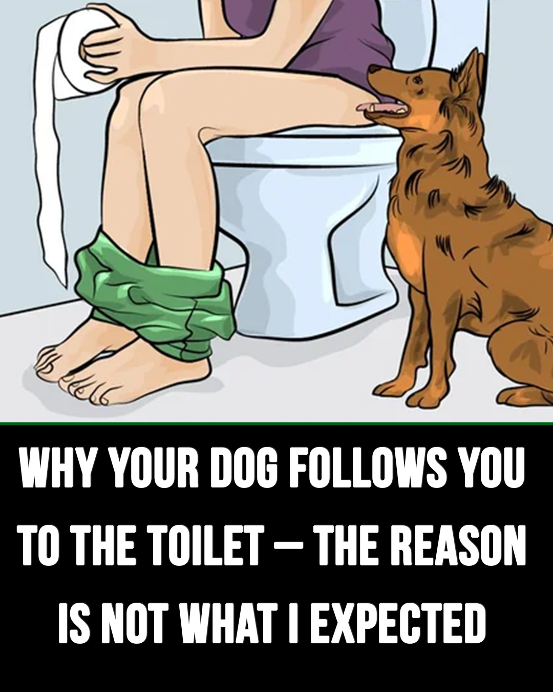 Why your dog follows you to the toilet – the reason i