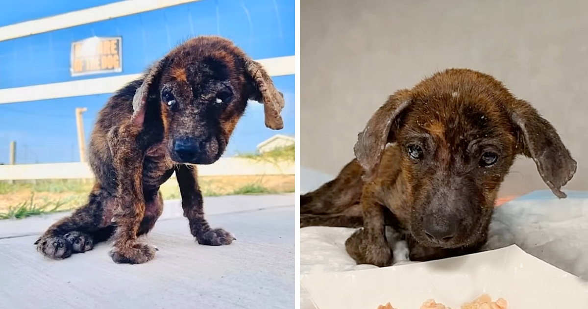 From Abandoned to Adored: Breezy’s Amazing Recovery Journey in Texas