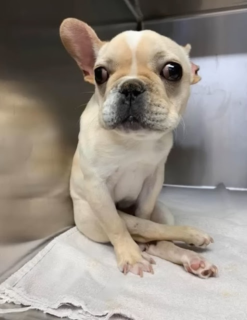 Born with His Front Legs on Backward, He Was Condemned to Death. Today, He Runs.
