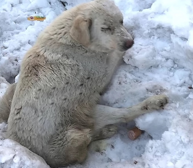 Ice’s Inspiring Journey: From Snowdrift Survival to Thriving Against All Odds