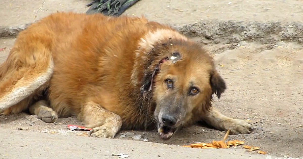 He Spent His Entire Life Suffering. It Wasn’t Until His Final Days That He Finally Learned What It Meant to Live.