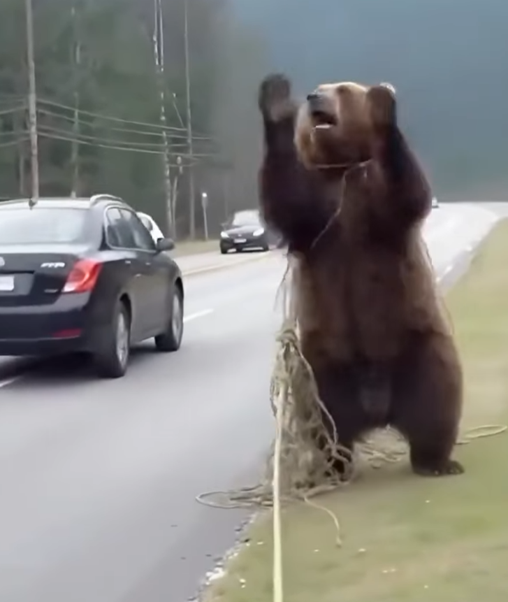 The Bear Who Remembered