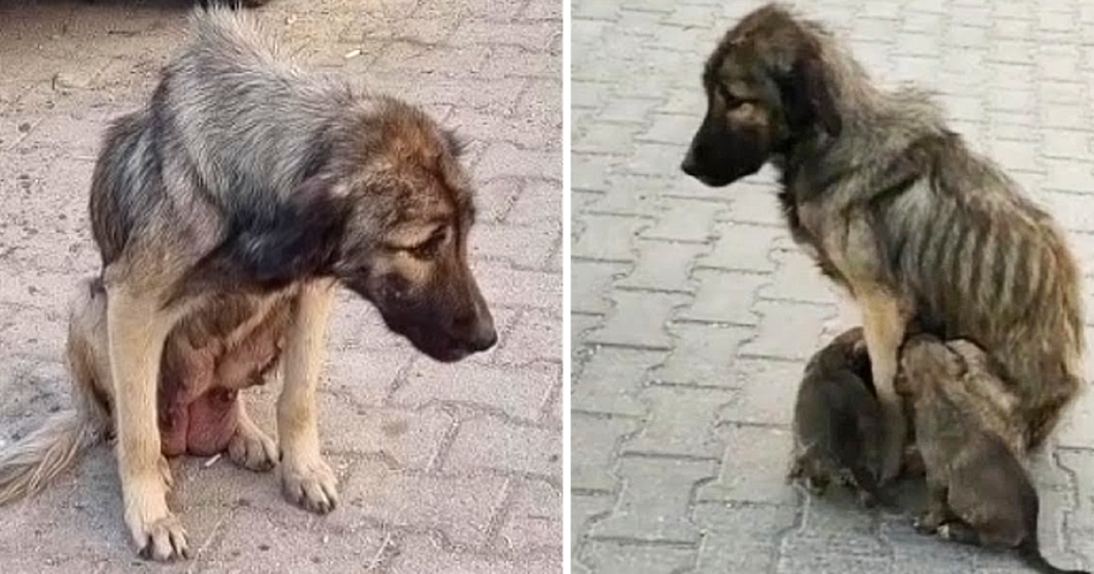 She Was Terrified of Humans, But Letting Them Help Was the Only Way to Save Her Puppies.