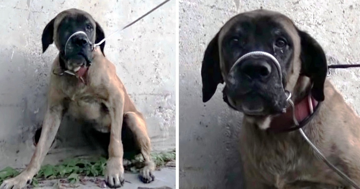 Trapped Inside a Prison of Her Own Fur, She Was Blind and Terrified. The Dog They Found Underneath Is Unrecognizable.