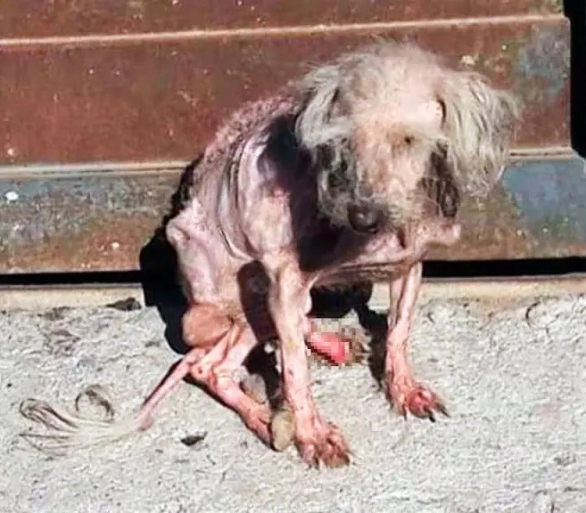 Once Unseen and Unloved on the Streets, Benny Fought for Survival — and Found the Light.