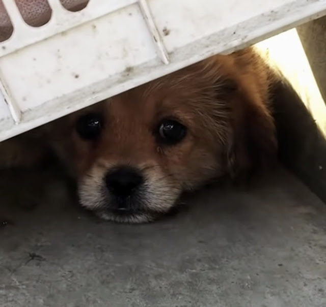 He Looked More Like a Pile of Filthy Rags Than a Dog. The Beautiful Creature They Found Underneath Will Take Your Breath Away.