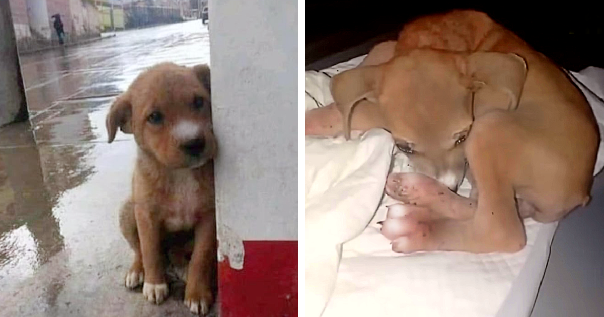 Being Eaten Alive by Thousands of Parasites, She Was Minutes from Death. The Beautiful Puppy She Became is a Miracle.