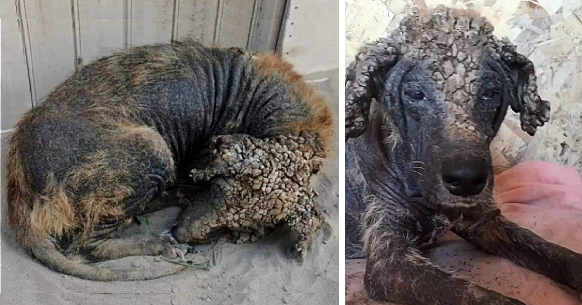 Thrown Away in a Trash Can, She Was a Piece of Garbage to Someone. To Her Rescuers, She Was a Treasure Waiting to Be Found.