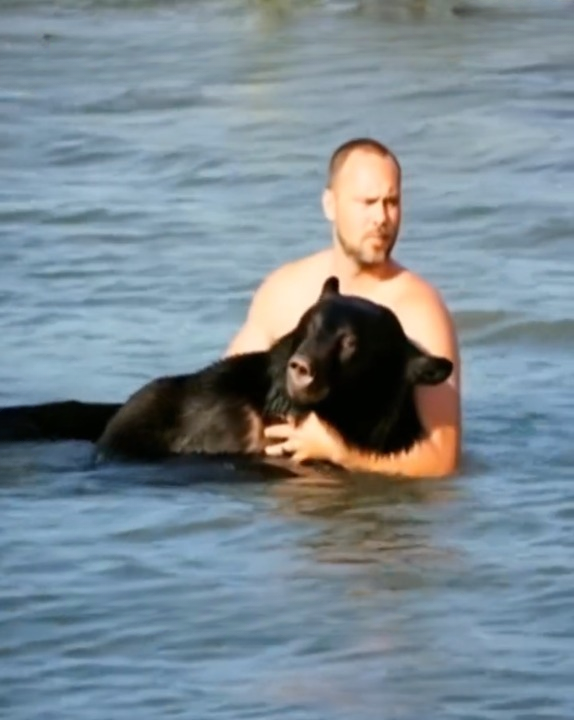 A 400-Pound Black Bear Was Drowning in Florida’s Ocean — One Man’s Courage Changed Its Fate