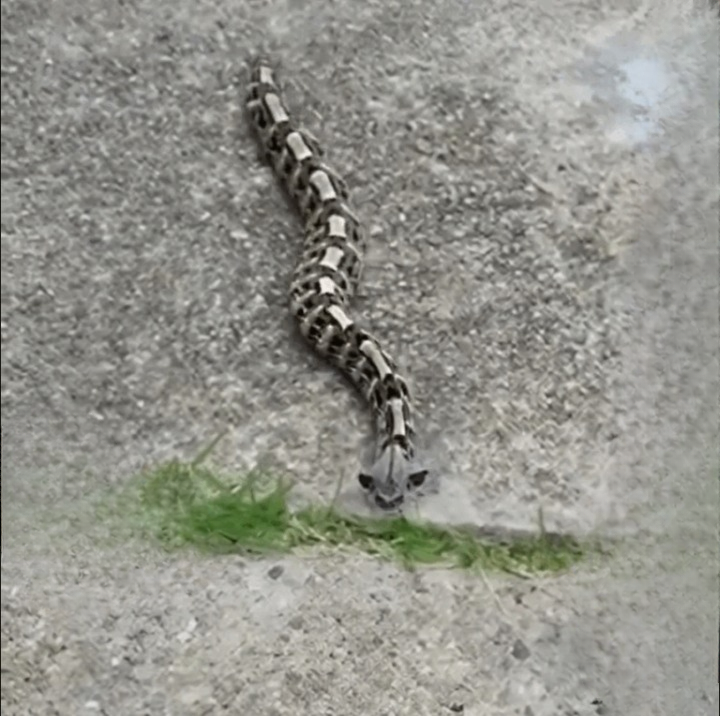 A Morning Surprise in the Yard: The Hidden Danger of the Gaboon Viper
