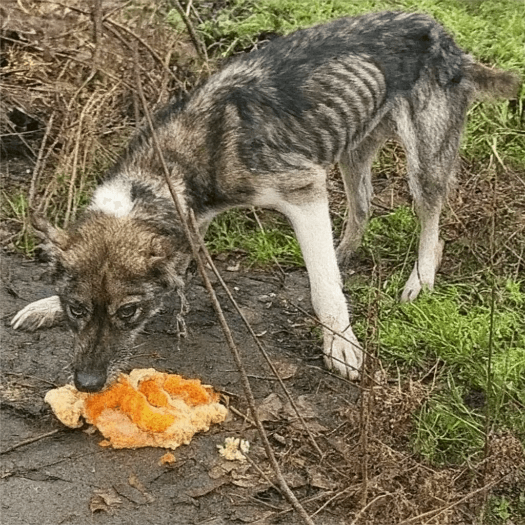 Critical Dog Rescue Story: Rico’s Unbelievable Fight for Life