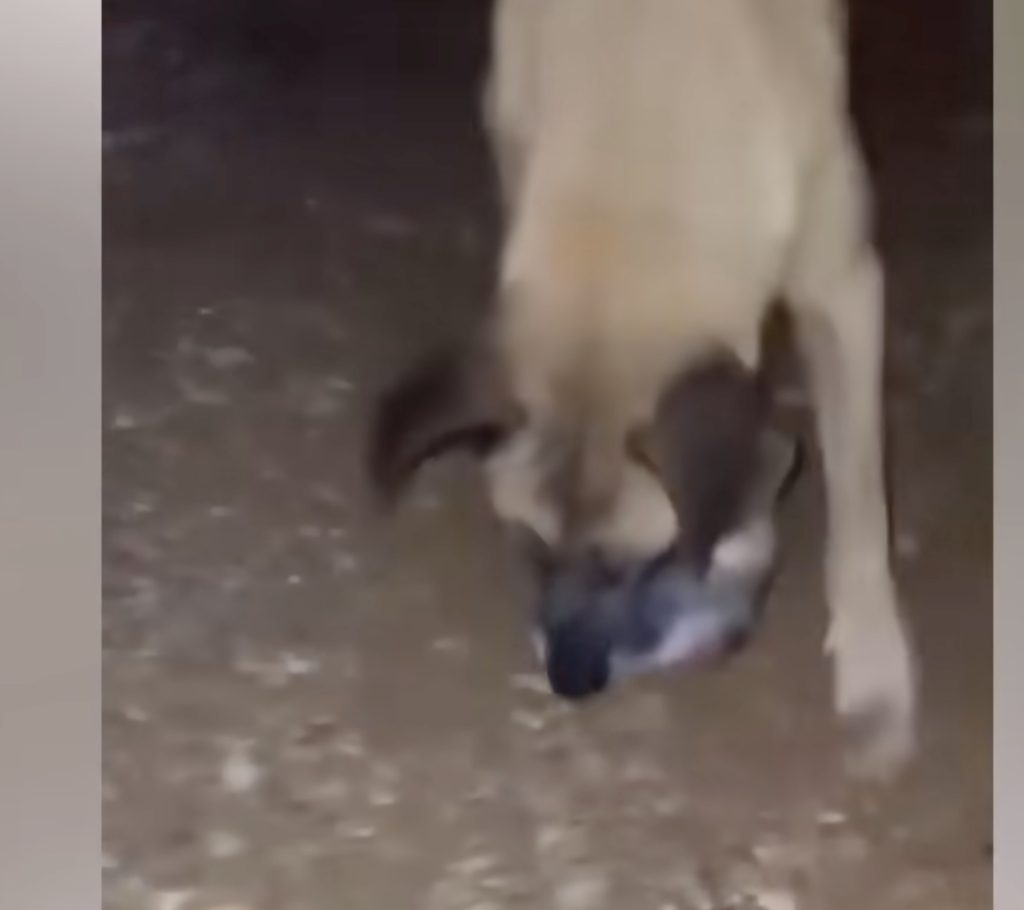 Ugly face with a massive tumor made her always chased away and ridiculed while silently suffer.