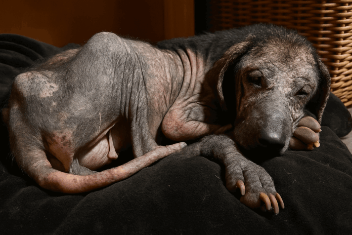 Luna rescue story — From Streets to Sweetheart