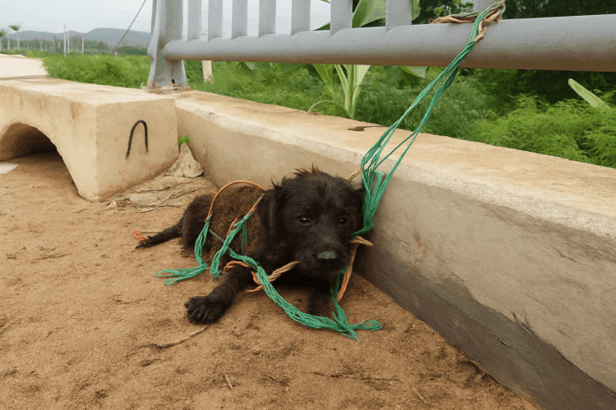 Lonely dog rescue story — Silent Plea Under the Bridge