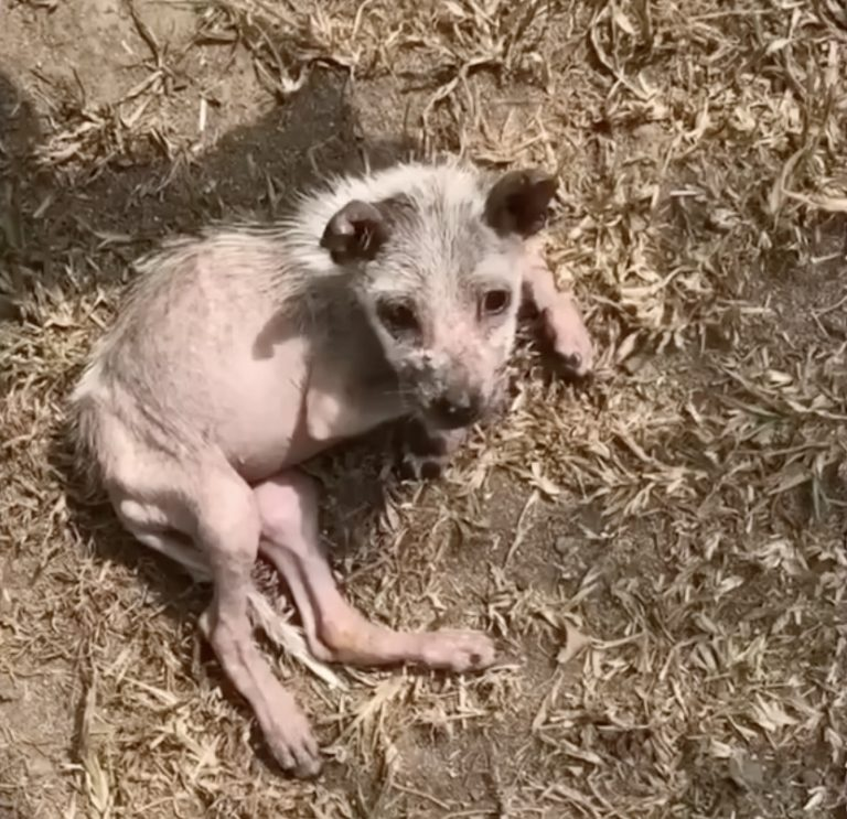 She Bit Every Stranger Who Touched Her, Then Burst Into Tears When Being Rescued…