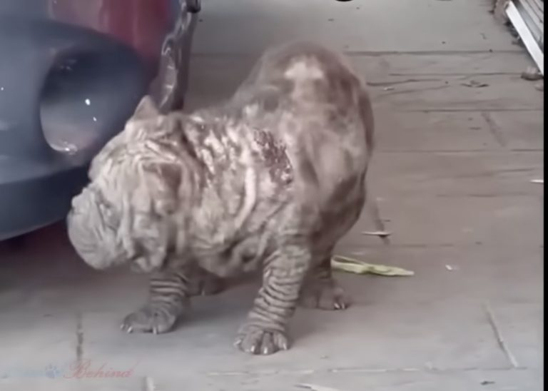 Silly BUT Incredibly Sweet Bulldog Runs to Kiss Me, Seeking Help and Friendship