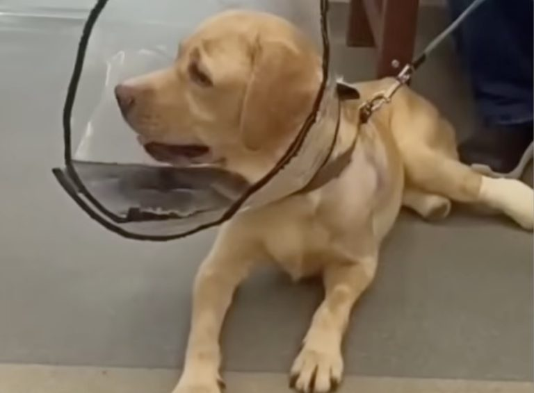 Locked all her life in a cramped cage, she was left there with her body atrophied