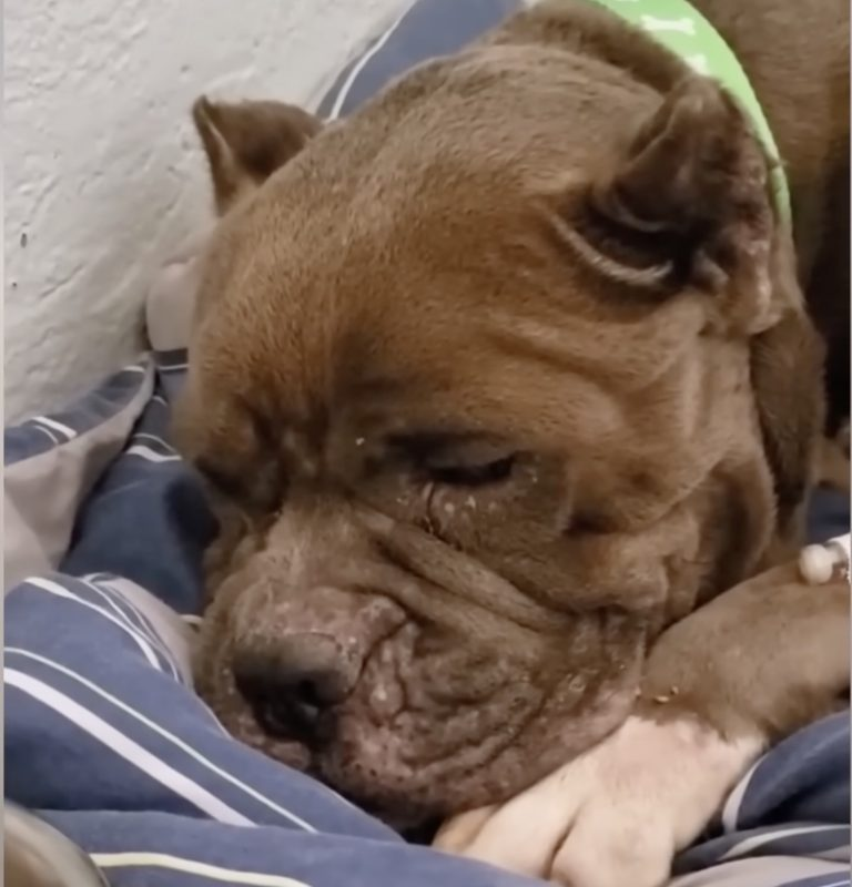 Kicked out for being sick, the cancer dog with a massive tumor is in agony and losing faith in life