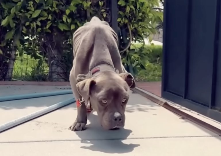 Spent her last strength to escape from her family, then she knocked on my door asking for help