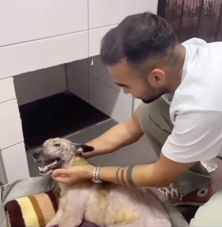 “Please just one bite”, She tried to crawl toward the bowl, but her exhausted body no longer obeyed