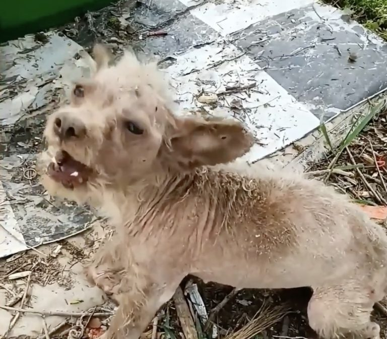 Dog Abandoned by the Trash Can, Covered in Illness, Unable to Stand, Painfully Howling for Help