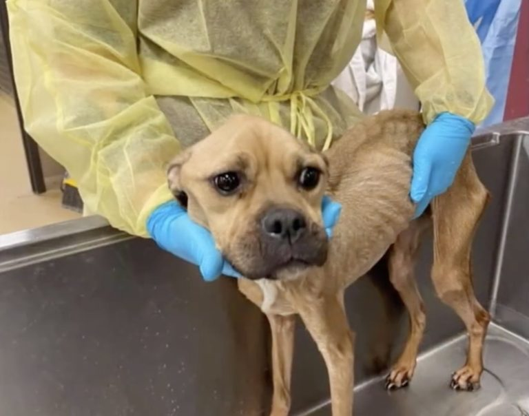 She was neglected for a long time without food so she only skins and bones and unable to stand!