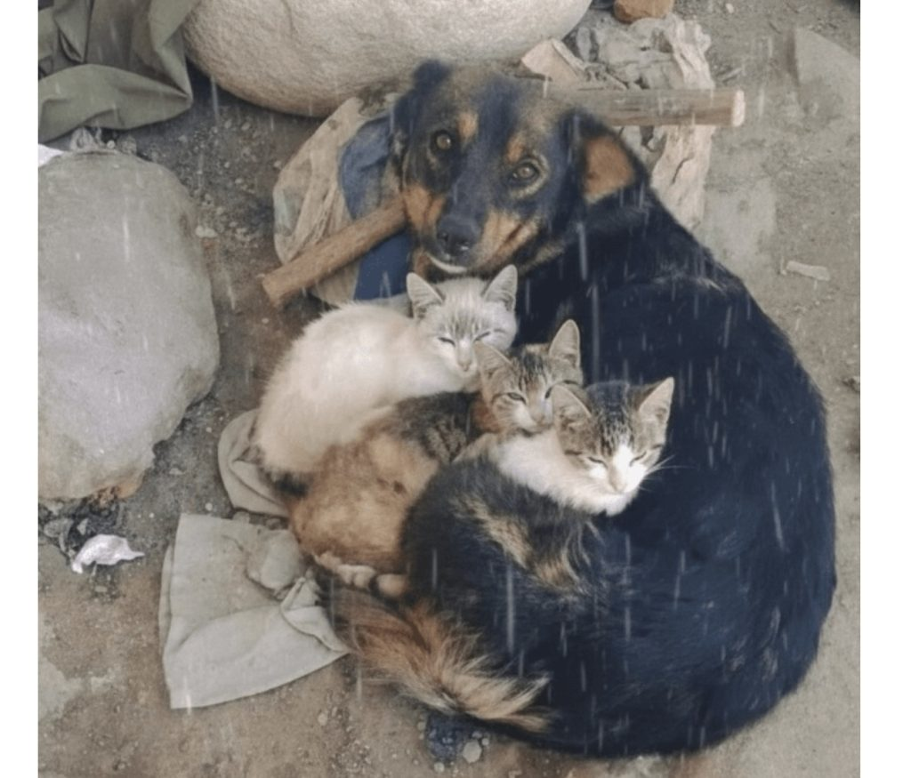 The Unseen Guardian: A Street Dog’s Journey of Unexpected Motherhood