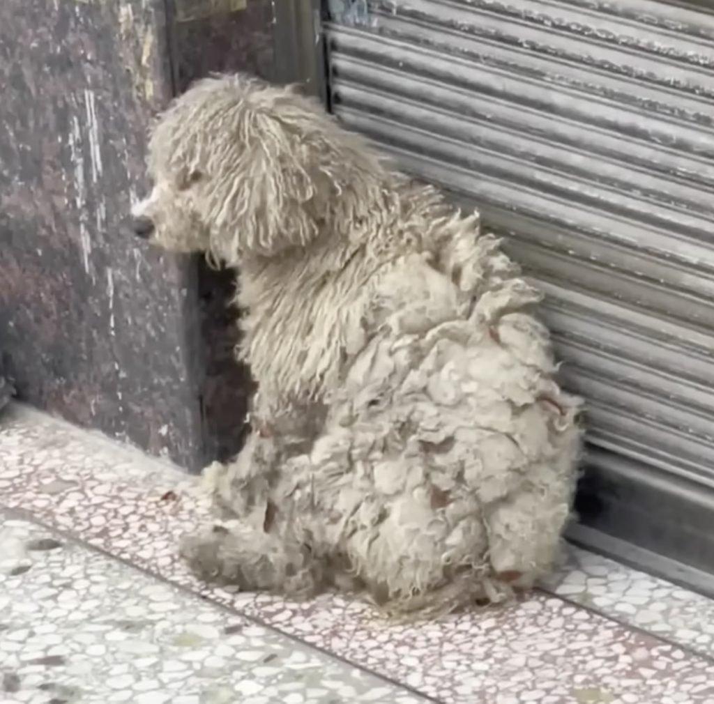 “Can I get in your car to warm up?” the shivering stray dog begging the man with helpless eyes
