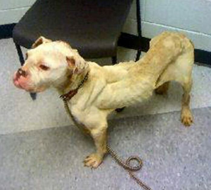 Her face was swollen, her spirit fading, and she wandered the streets with no hope left—until one stranger’s kindness changed everything.