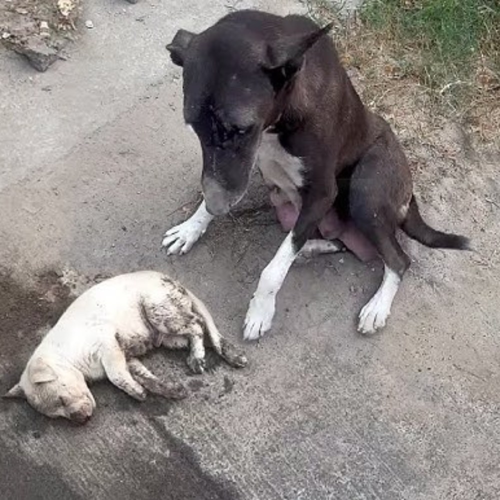 Please save my son, don’t let him slip from my arms in this desperation…