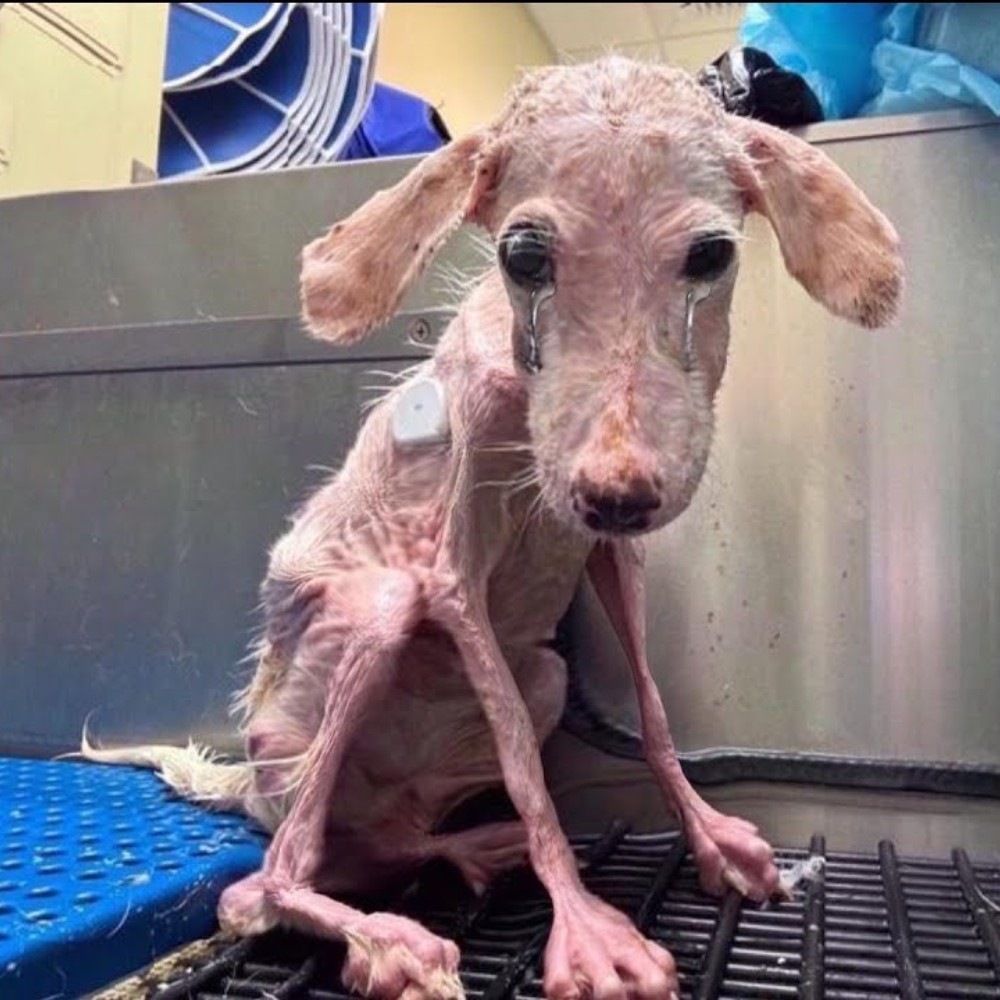 She lay there in despair, exhausted from crying so much—her only hope was to be rescued, unaware that no one had ever thought of saving her.