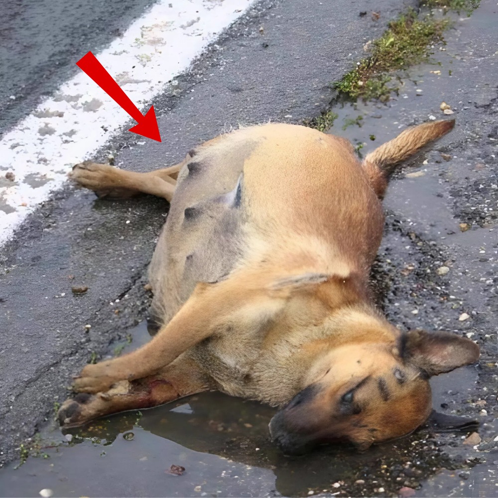 A pregnant and injured dog was found lying on the road, fighting for her life while no one stopped to help her.