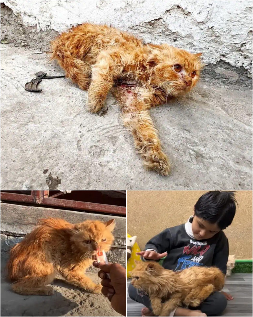 The Little Garden That Changed Everything.