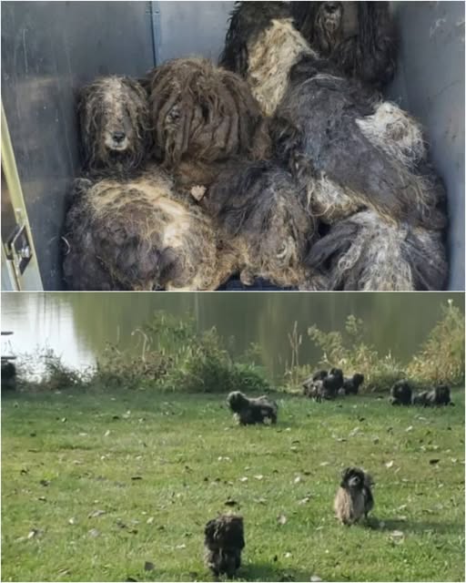 Rescuers Save Fifteen Frightened Dogs Abandoned in Forest Preserve: A Story of Compassion and Hope.