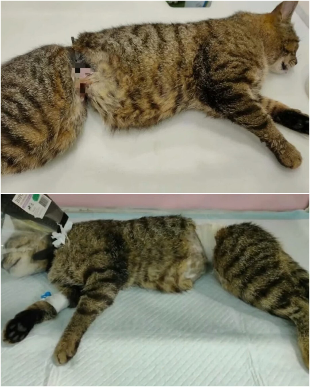 The Journey of a Brave Cat: From Abandonment to Hope.