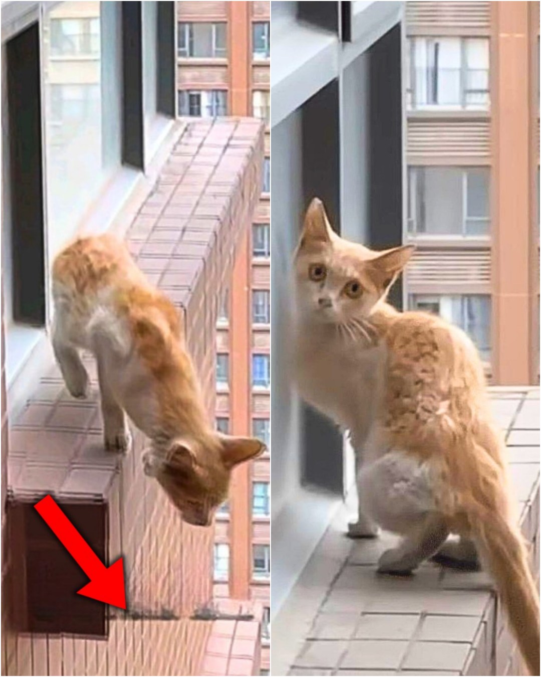 A High-Rise Rescue That Touched the Heart of a City.